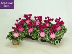 Cyclamen Super Serie Picasso 11Ø 25cm