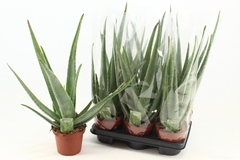 Aloe Vera 14Ø 45cm