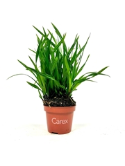 Carex Morrowii 10Ø 20cm