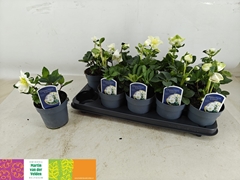 Helleborus Christmas Carol 12Ø 27cm