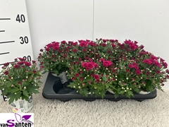 Chrysanthemum Podium Pink Bicolor 12Ø 22cm