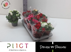 Begonia Double Mix 14Ø 25cm