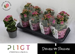 Kalanchoe Double Rose Flowers Rafaela 12Ø 26cm