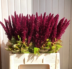 Amaranthus Caudatus Red Cord 60cm