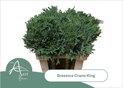 Brassica Crane King 60cm