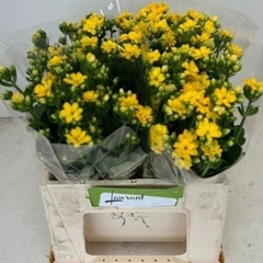Kalanchoe Blazing Yellow Meadow 35cm