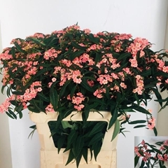 Euphorbia Fulgens Spray Pink Baron 80cm 15cm Hd