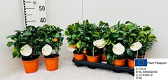 Citrus Microcarpa 12Ø 35cm