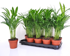 Dypsis Lutescens 12Ø 45cm