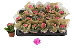 Kalanchoe Double Rosalina Nando Pink 6Ø 12cm