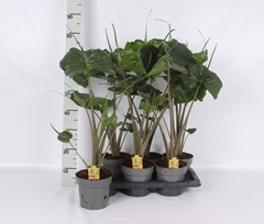 Alocasia Macrorrhizos Stingray 17Ø 80cm