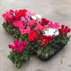 Cyclamen Super Serie Micro 6Ø 13cm