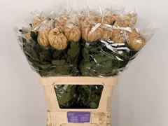 Chrysanth Single Vienna Copper 80cm 130gr.
