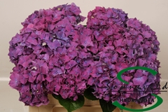 Hydrangea Rodeo Purple 50cm 12-14cm Hd