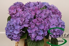 Hydrangea Rodeo Purple 60cm 6-8cm Hd