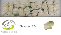Anthurium Grace 9cm Hd