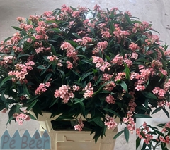 Euphorbia Fulgens Spray Pink Baron 80cm 10cm Hd