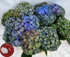 Hydrangea Royal Kiss Classic 65cm 14-16cm Hd