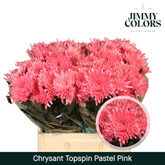 Chrysanth Single Painted Topspin Pastel Pink 70cm 70gr.