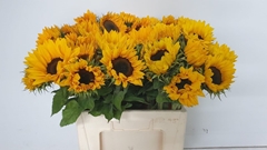 Helianthus Sunrich Orange 60cm