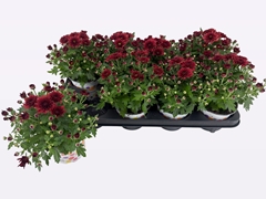 Chrysanthemum Gardenmumsaic Double Orange 12Ø 22cm
