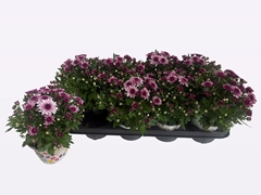 Chrysanthemum Podium Pink Bicolor 12Ø 22cm