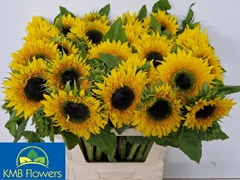 Helianthus Starbust Panache 80cm 15cm Hd