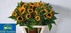 Helianthus Sunrich Orange 80cm