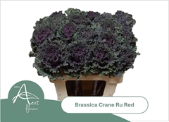 Brassica Crane Ruffle Red 60cm