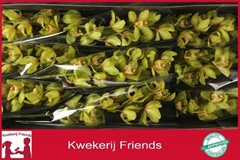 Cymbidium Bonny 60cm