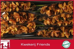 Cymbidium Charly Brown 80cm