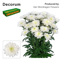 Chrysanth Spray Altaj 70cm 100gr.