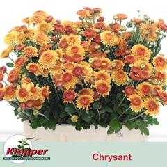 Chrysanth Spray Blenda 60cm 65gr.