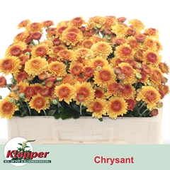 Chrysanth Spray Blenda 50cm 55gr.