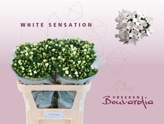 Bouvardia Single White Sensation 70cm