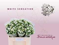 Bouvardia Single White Sensation 50cm