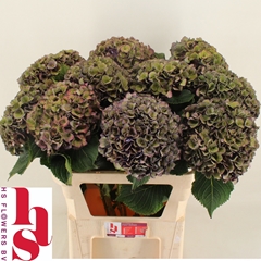 Hydrangea Mon Amour Classic 80cm 18-20cm Hd