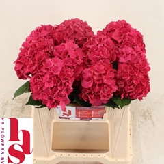 Hydrangea Rodeo Red 40cm 12-14cm Hd