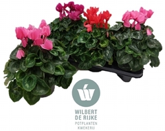 Cyclamen Super Serie Mammoth 17Ø 35cm