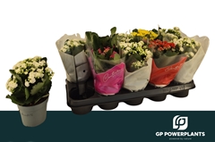 Kalanchoe Double Perfecta Mix 12Ø 24cm
