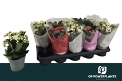 Kalanchoe Double Perfecta Mix 12Ø 24cm