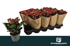 Kalanchoe Double Perfecta Red 12Ø 25cm