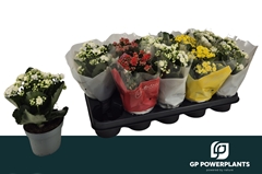 Kalanchoe Double Perfecta Mix 12Ø 24cm