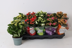 Kalanchoe Double Perfecta Mix 12Ø 24cm