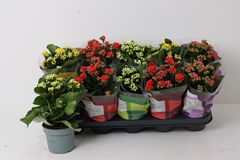 Kalanchoe Double Perfecta Mix 12Ø 24cm