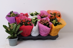 Kalanchoe Double Perfecta Mix 12Ø 24cm