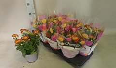 Chrysanth Zumba Red & Gold '25 15Ø 35cm