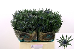Eryngium Orion Questar 60cm