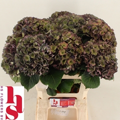 Hydrangea Mon Amour Classic 60cm 16-18cm Hd