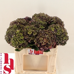 Hydrangea Mon Amour Classic 50cm 14-16cm Hd